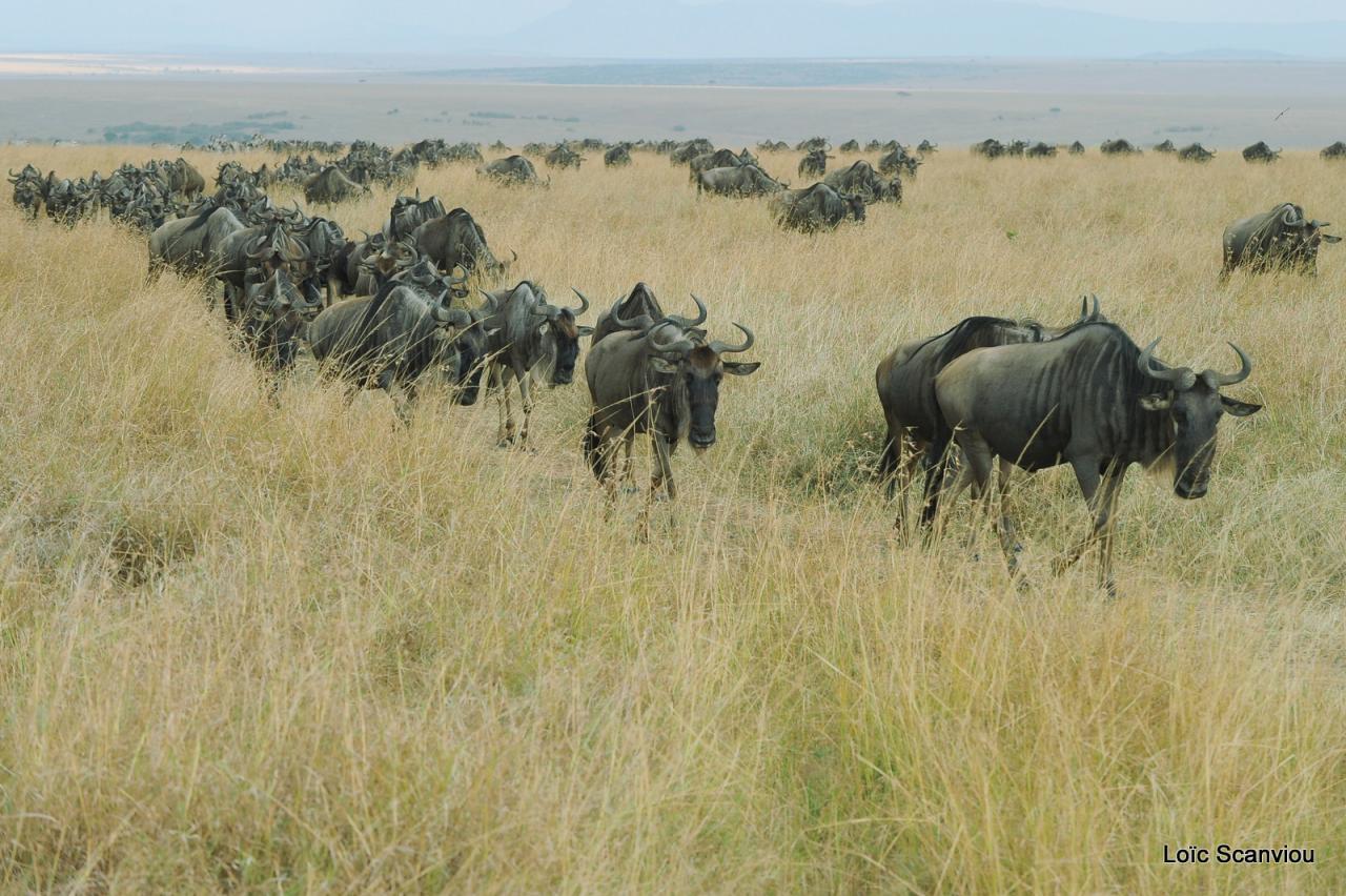 Migration des gnous/Wildebeest Migration (11)