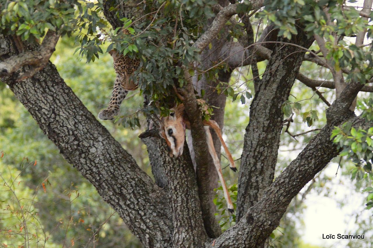 Léopard et proie dans un arbre (1)
