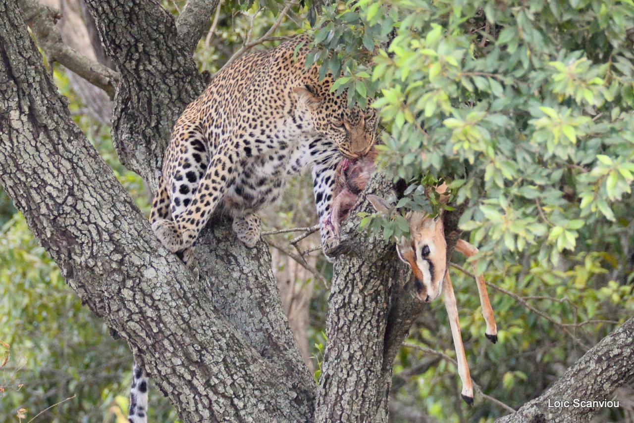 Léopard et proie dans un arbre (3)