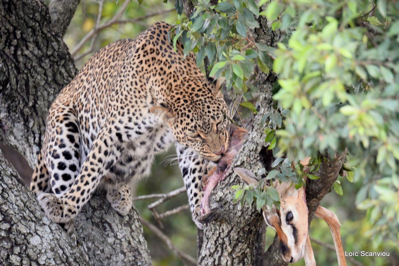Léopard et proie dans un arbre (4)