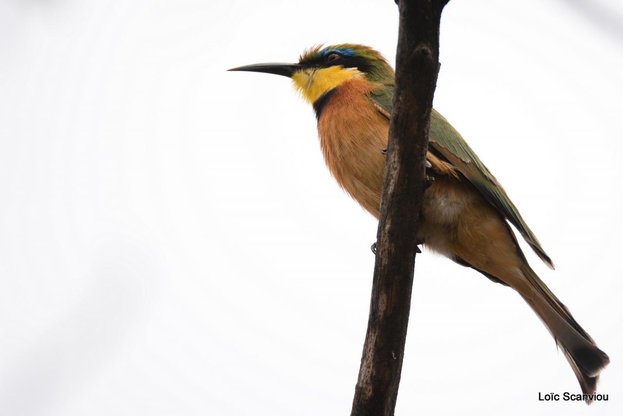Guêpier nain/Little Bee-Eater (1)