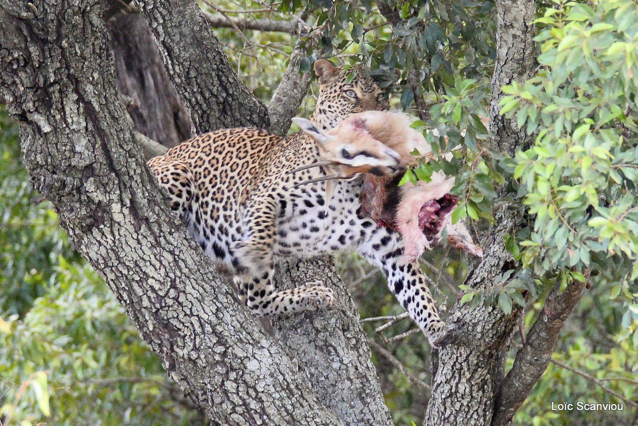 Léopard et proie dans un arbre (8)