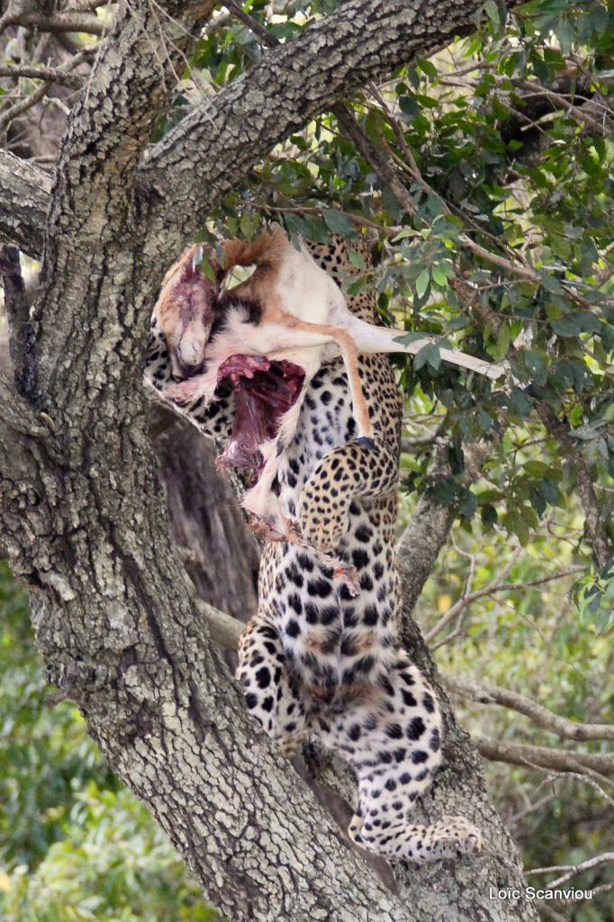 Léopard et proie dans un arbre (11)