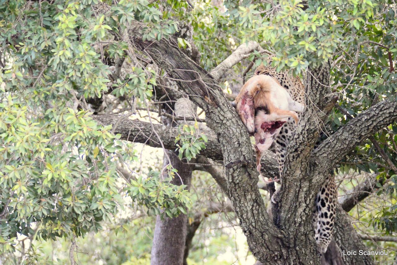 Léopard et proie dans un arbre (12)