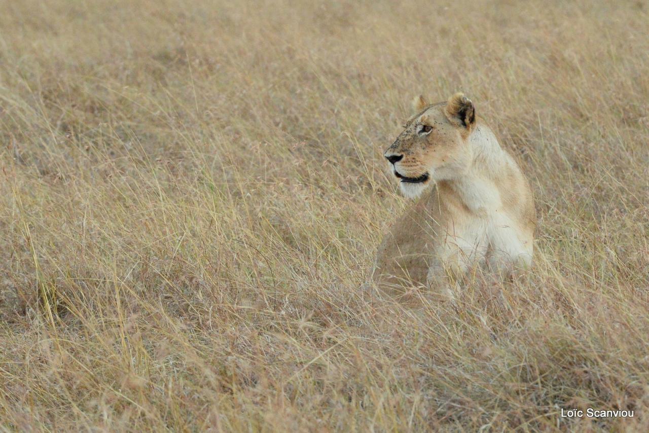 Lion (13)