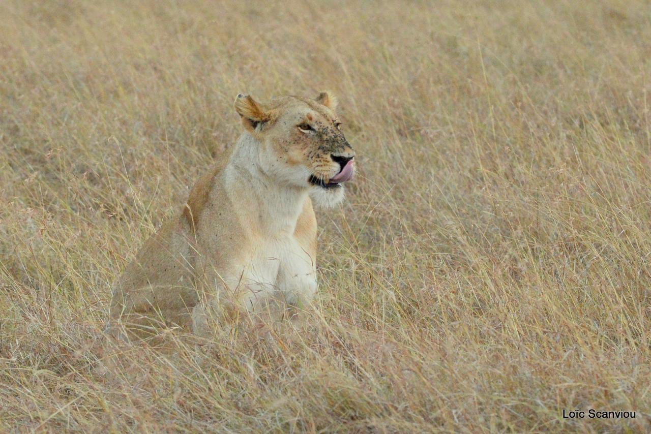 Lion (14)