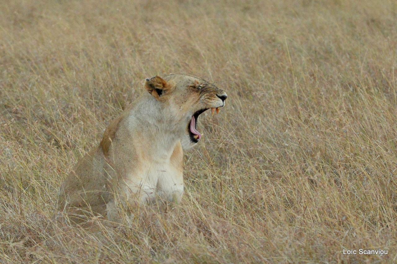 Lion (15)