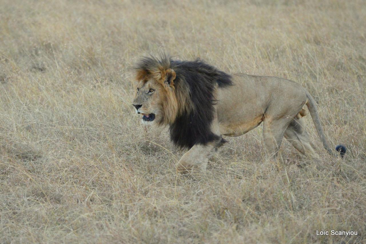 Lion (1)