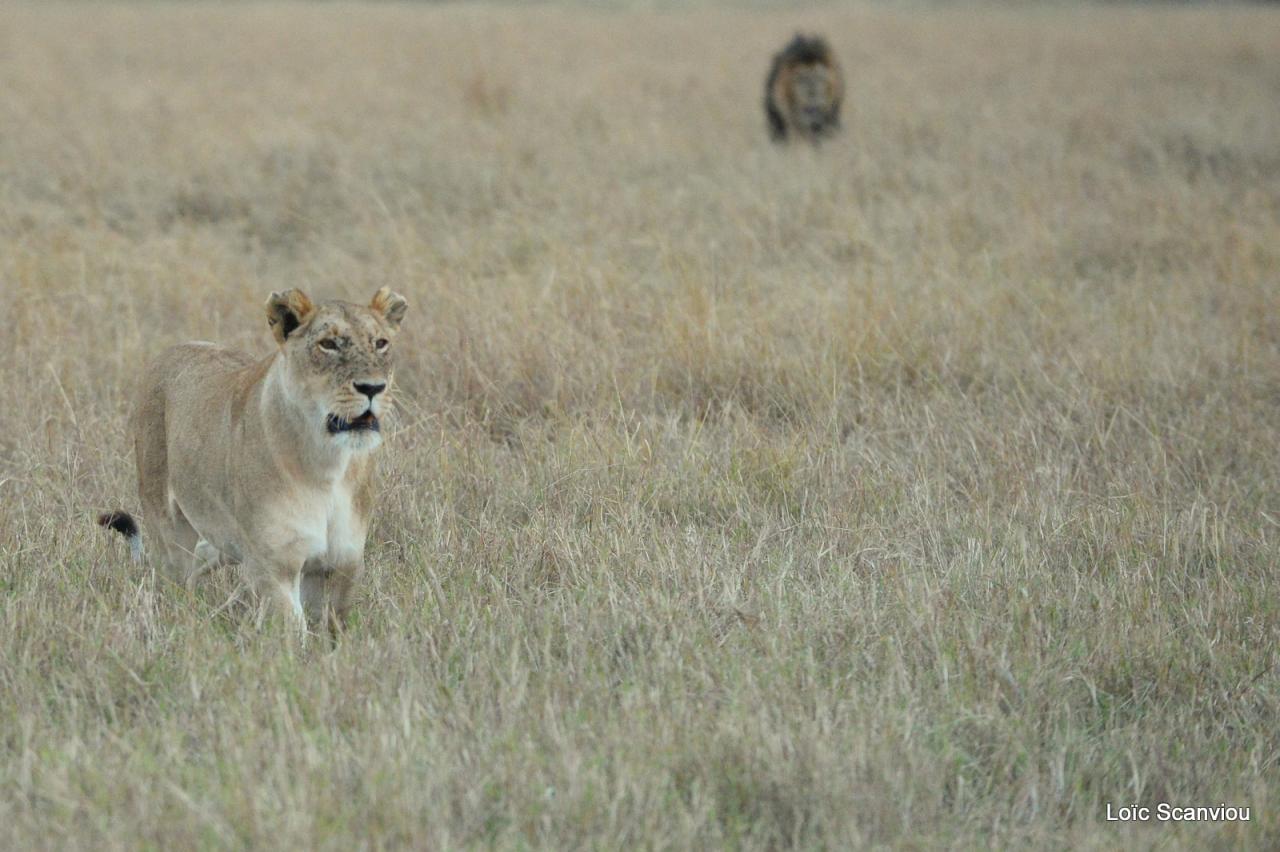 Lion (18)