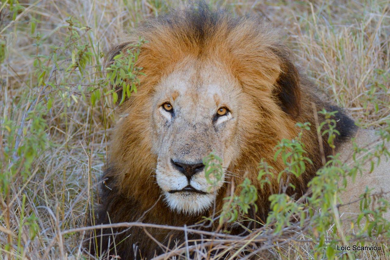Lion (22)