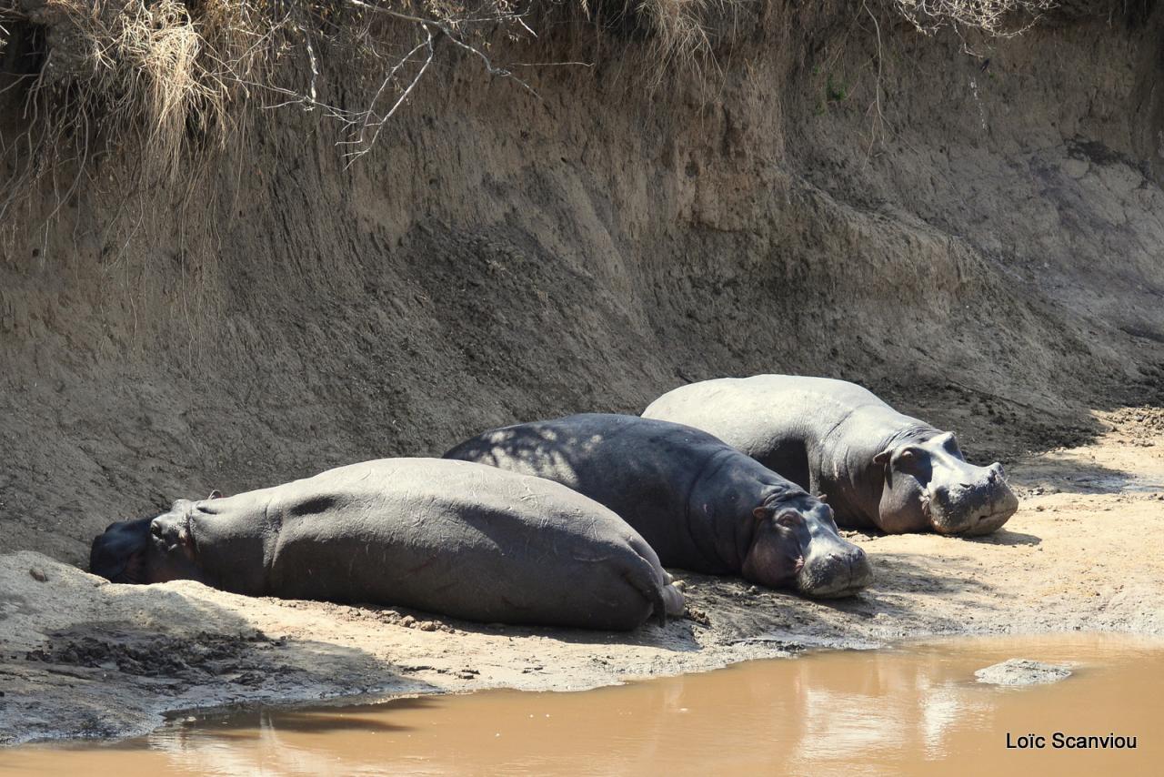 Hippopotame/Hippopotamus (2)