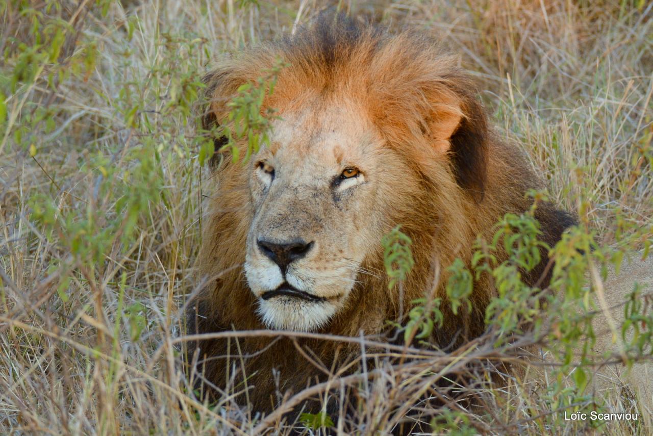 Lion (23)