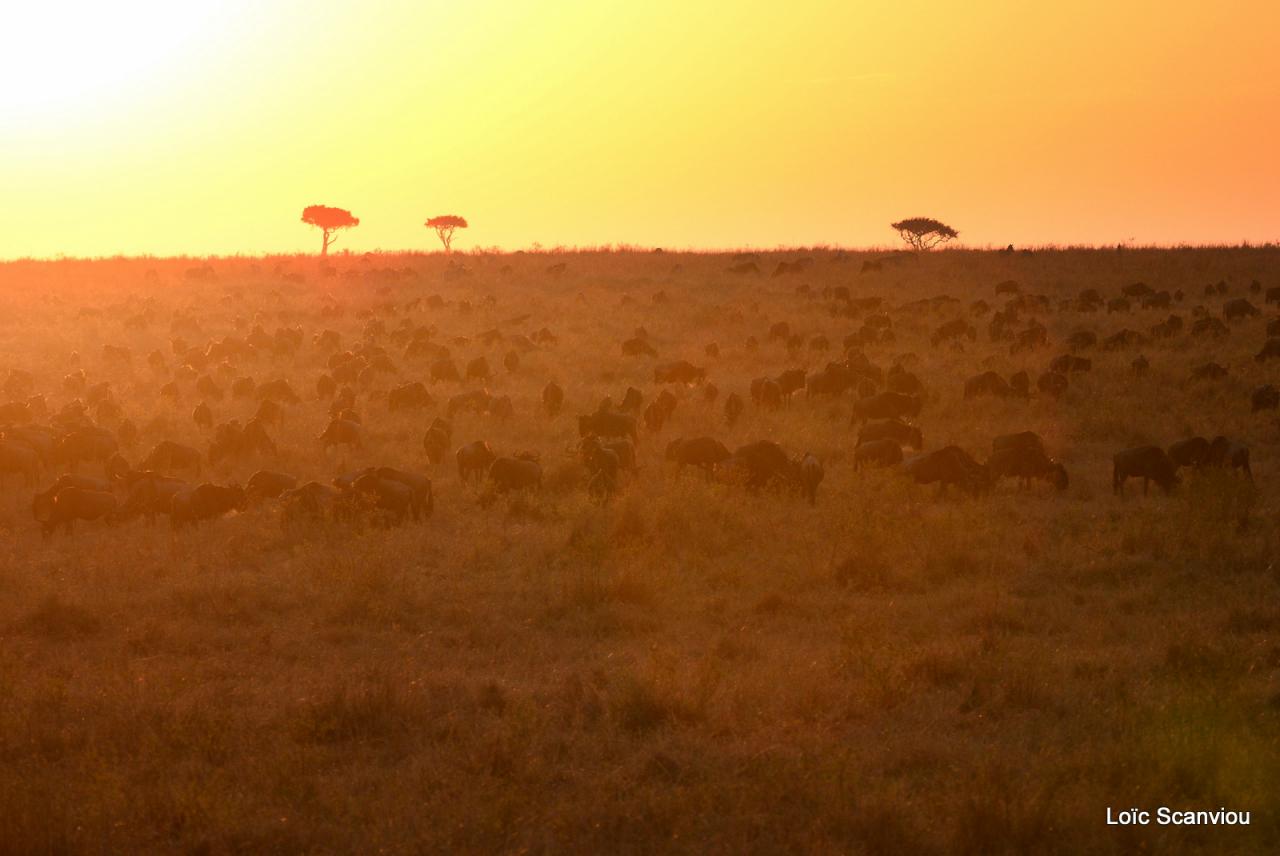 Migration des gnous/Wildebeest Migration (12)