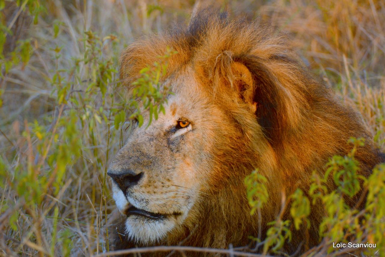 Lion (25)