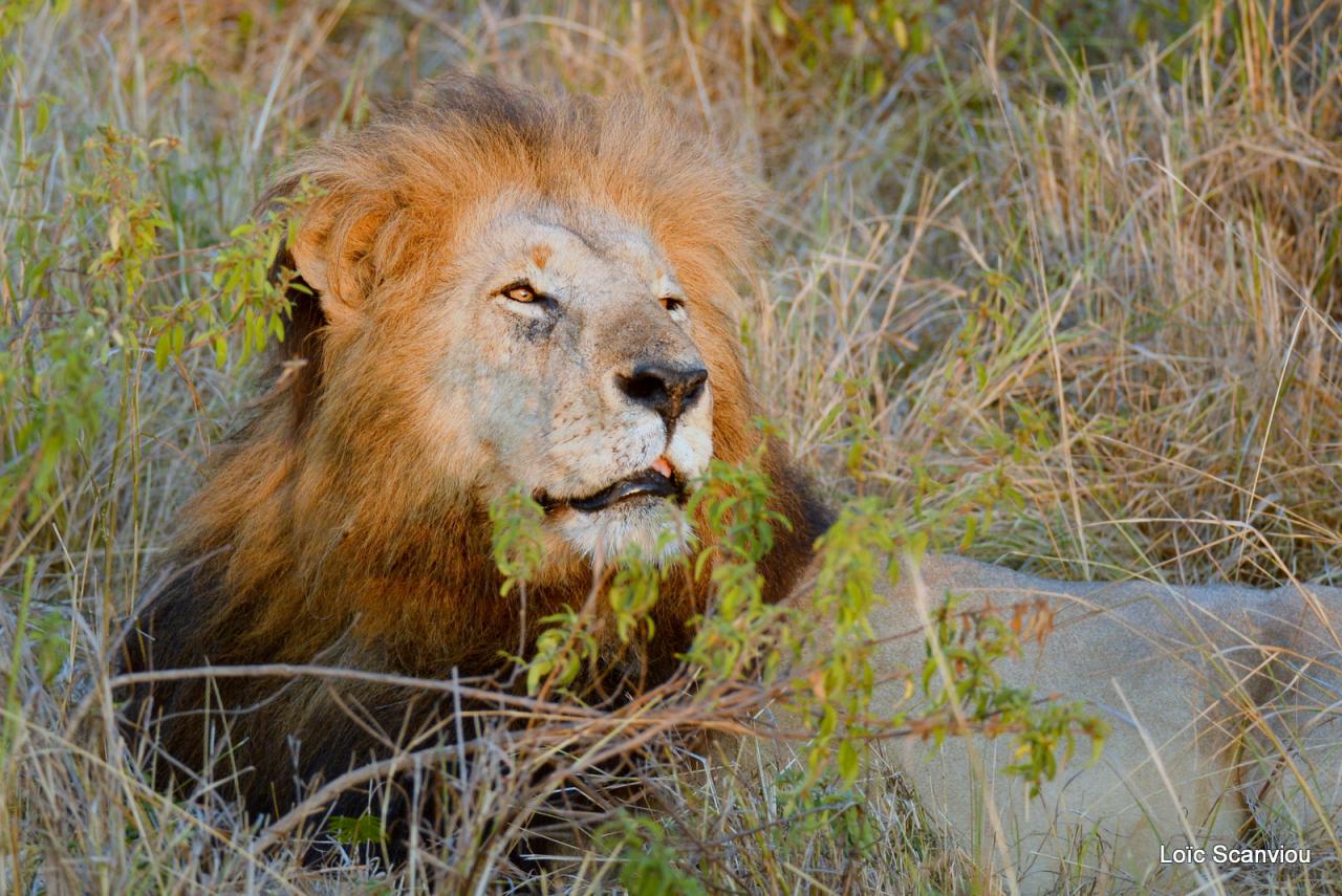 Lion (26)