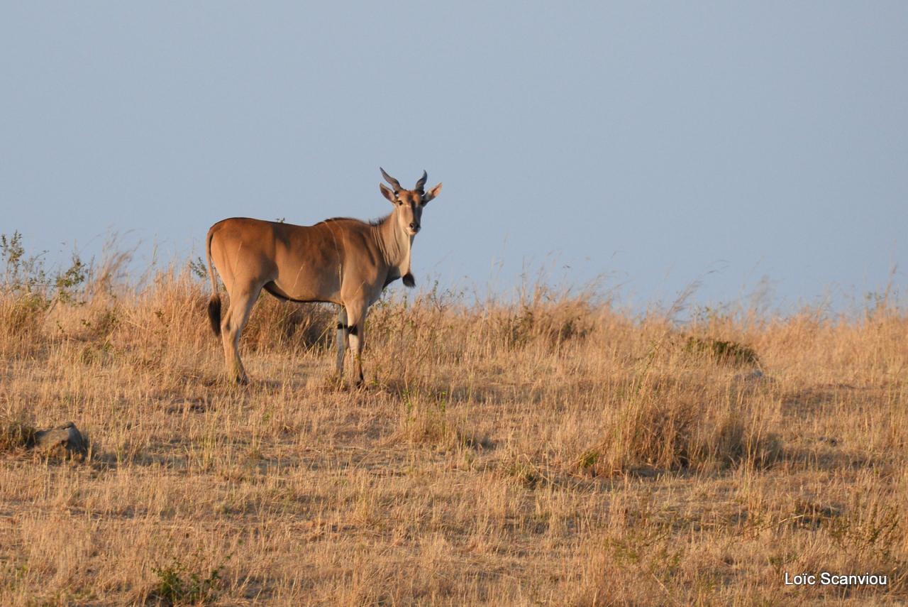 Eland du Cap/Cape Eland (1)