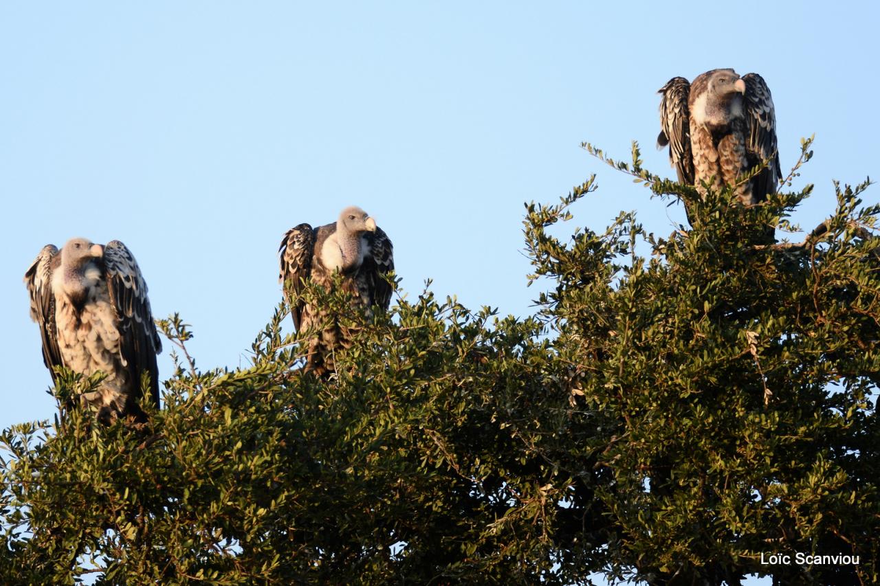 Vautour de Rüppell/Rüppell's Griffon Vulture (4)