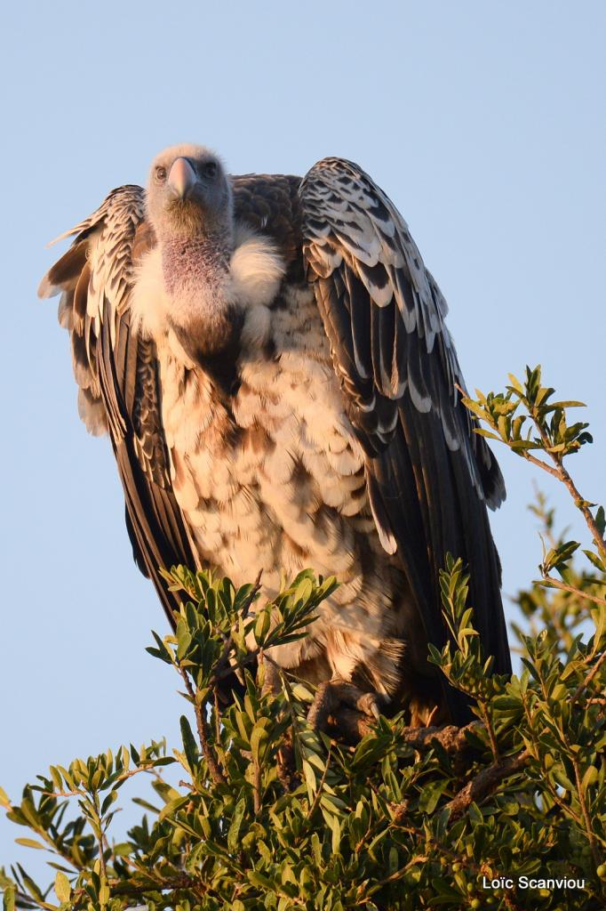 Vautour de Rüppell/Rüppell's Griffon Vulture (5)