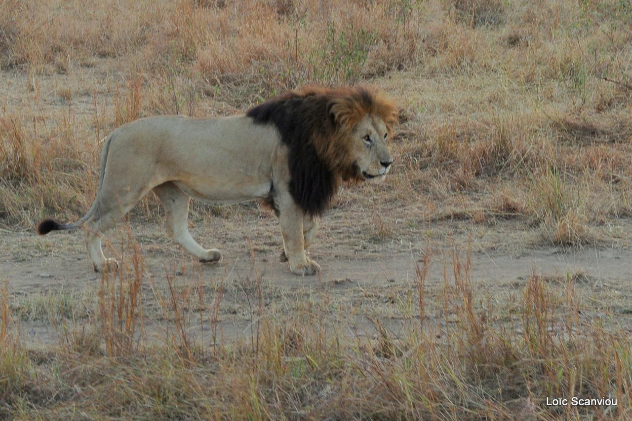 Lion (29)