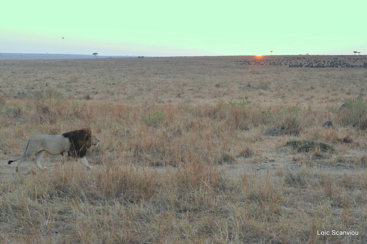 Lion (30)