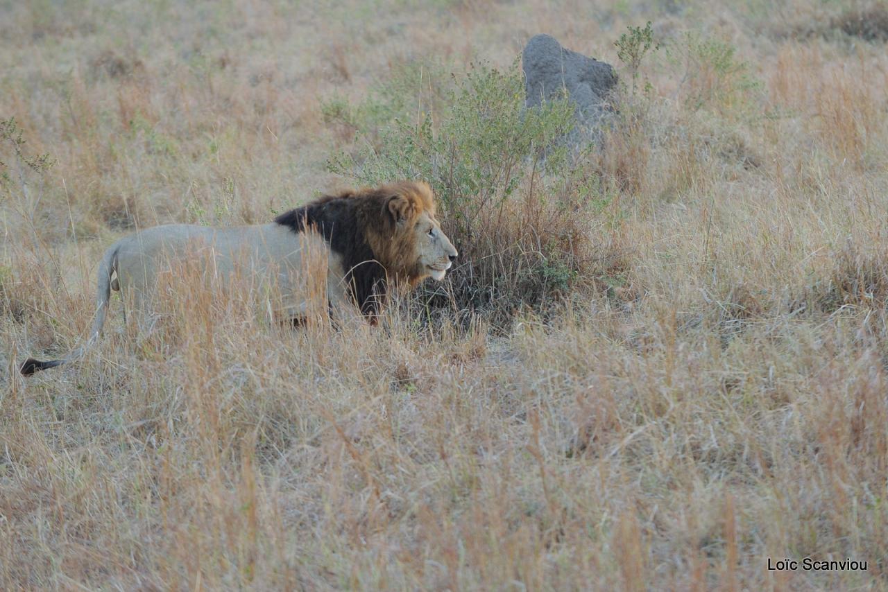 Lion (31)