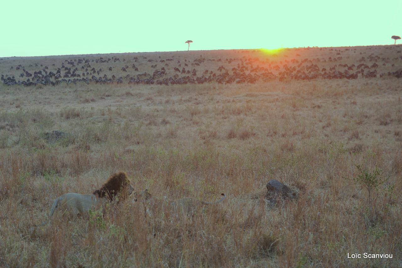 Lion (32)