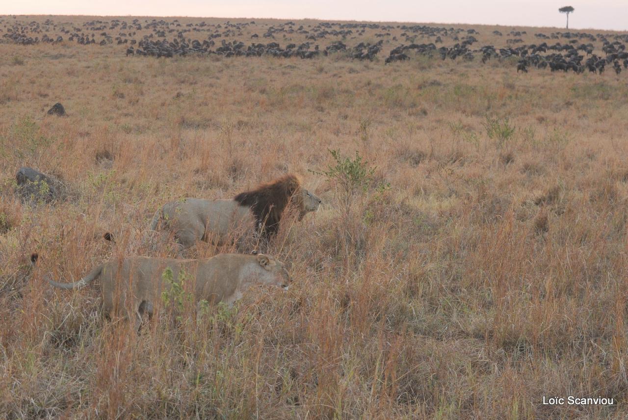 Lion (34)