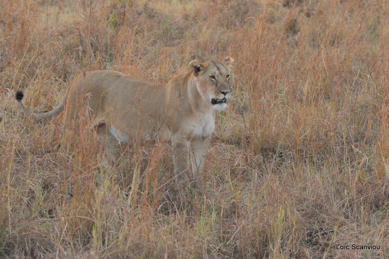 Lion (35)