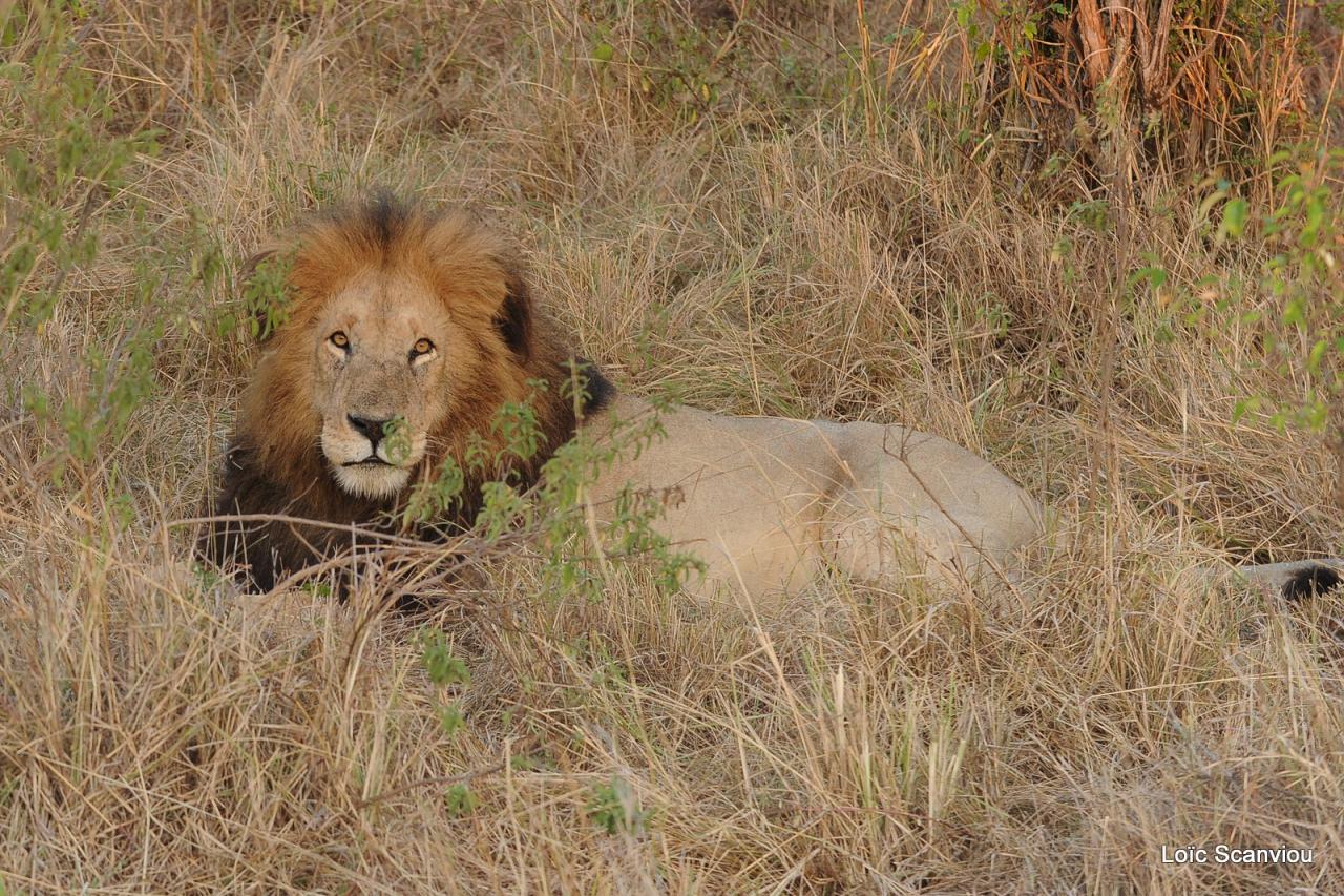 Lion (36)
