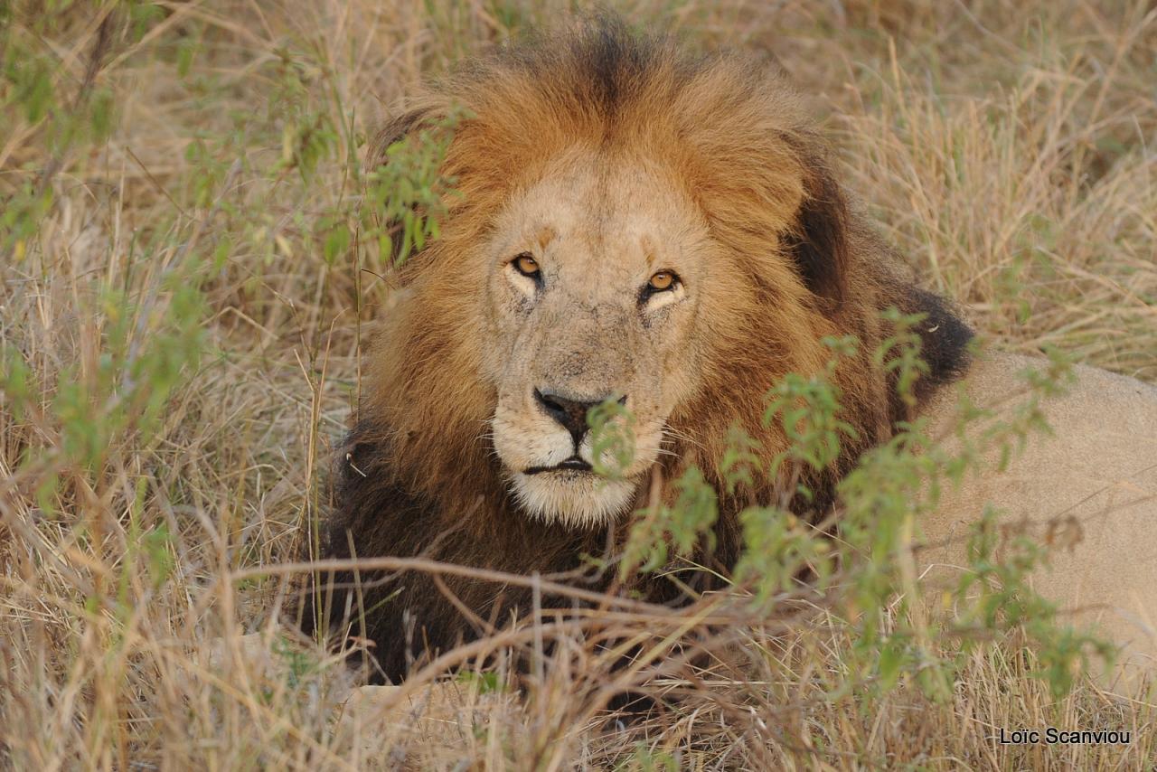 Lion (37)