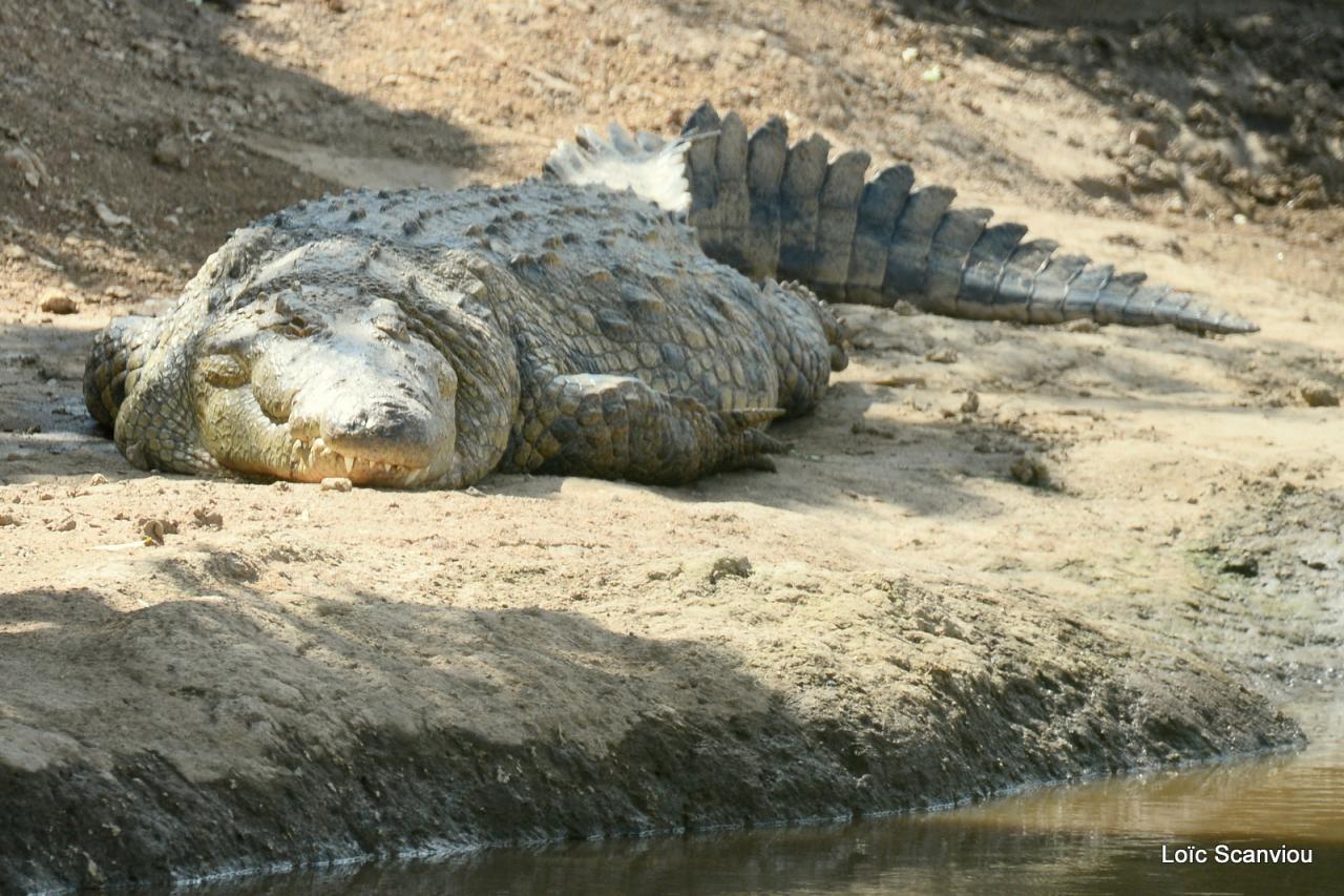Crocodile (3)