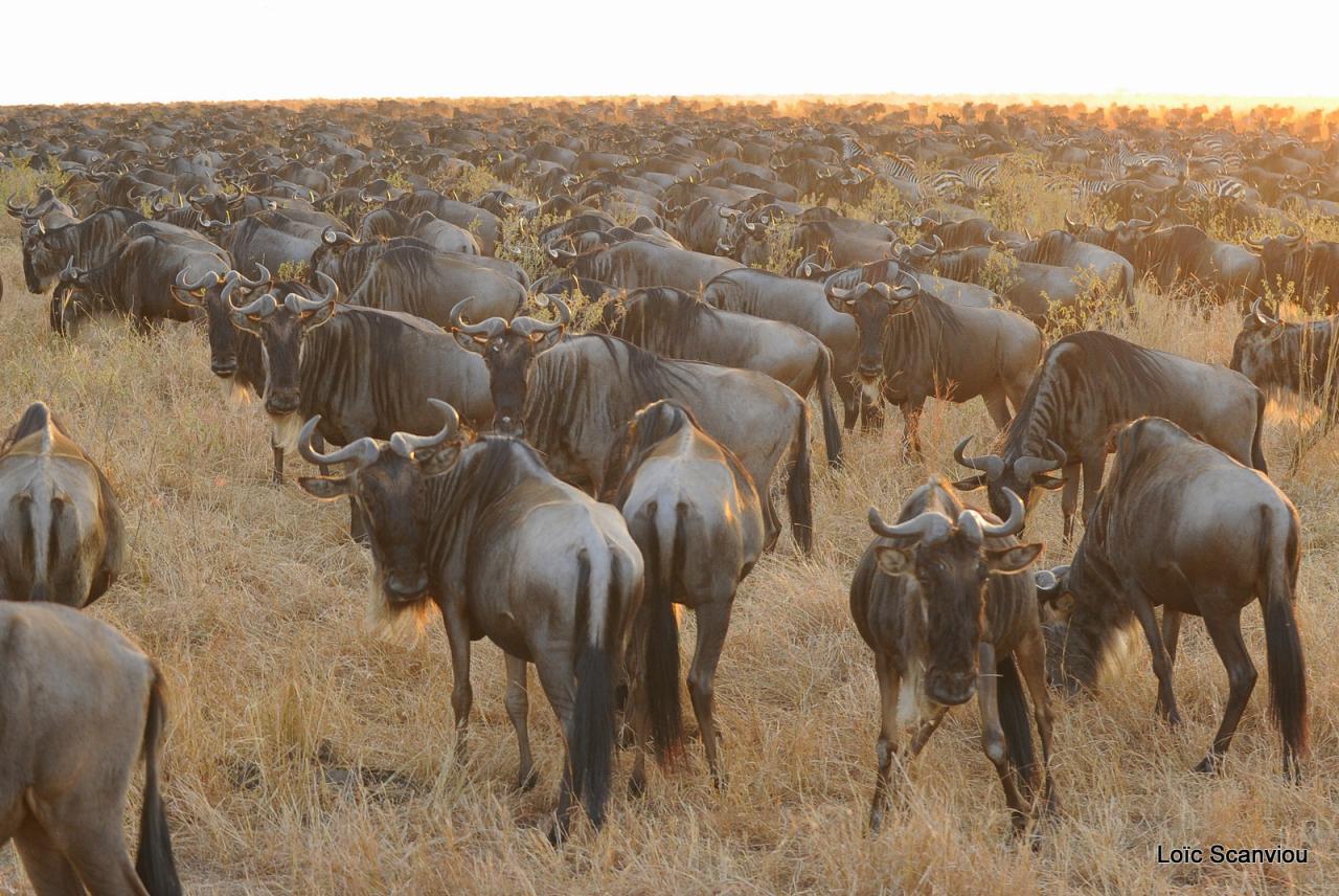 Migration des gnous/Wildebeest Migration (13)