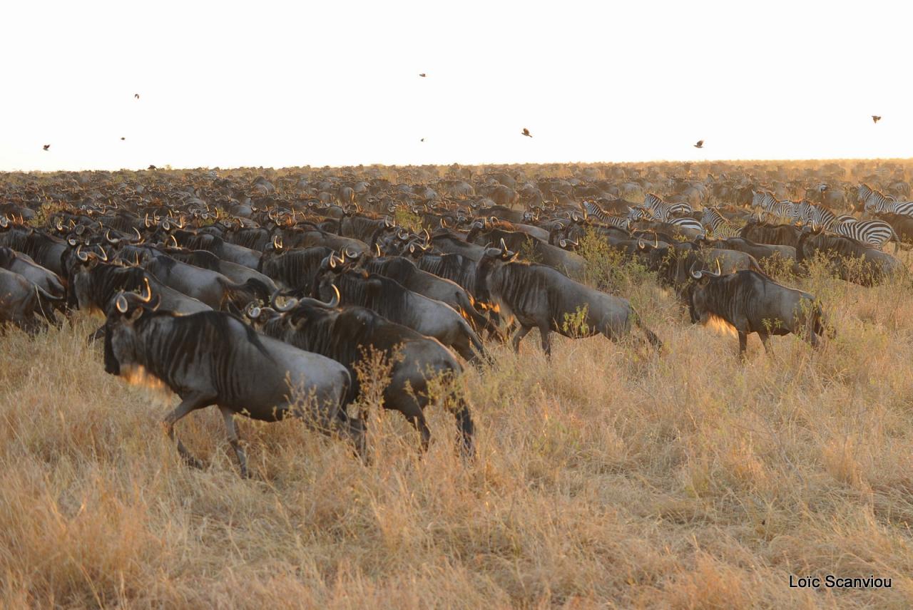 Migration des gnous/Wildebeest Migration (14)