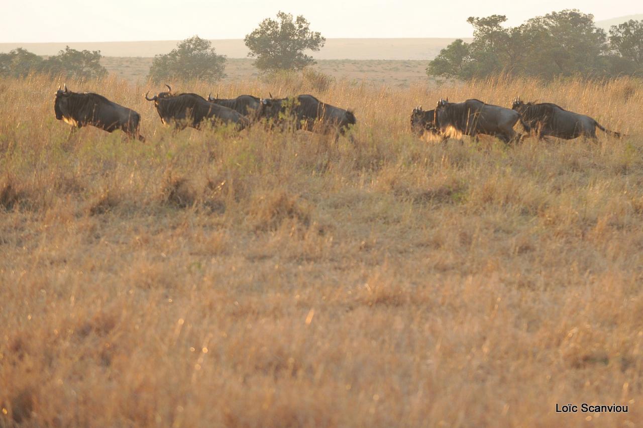Migration des gnous/Wildebeest Migration (15)