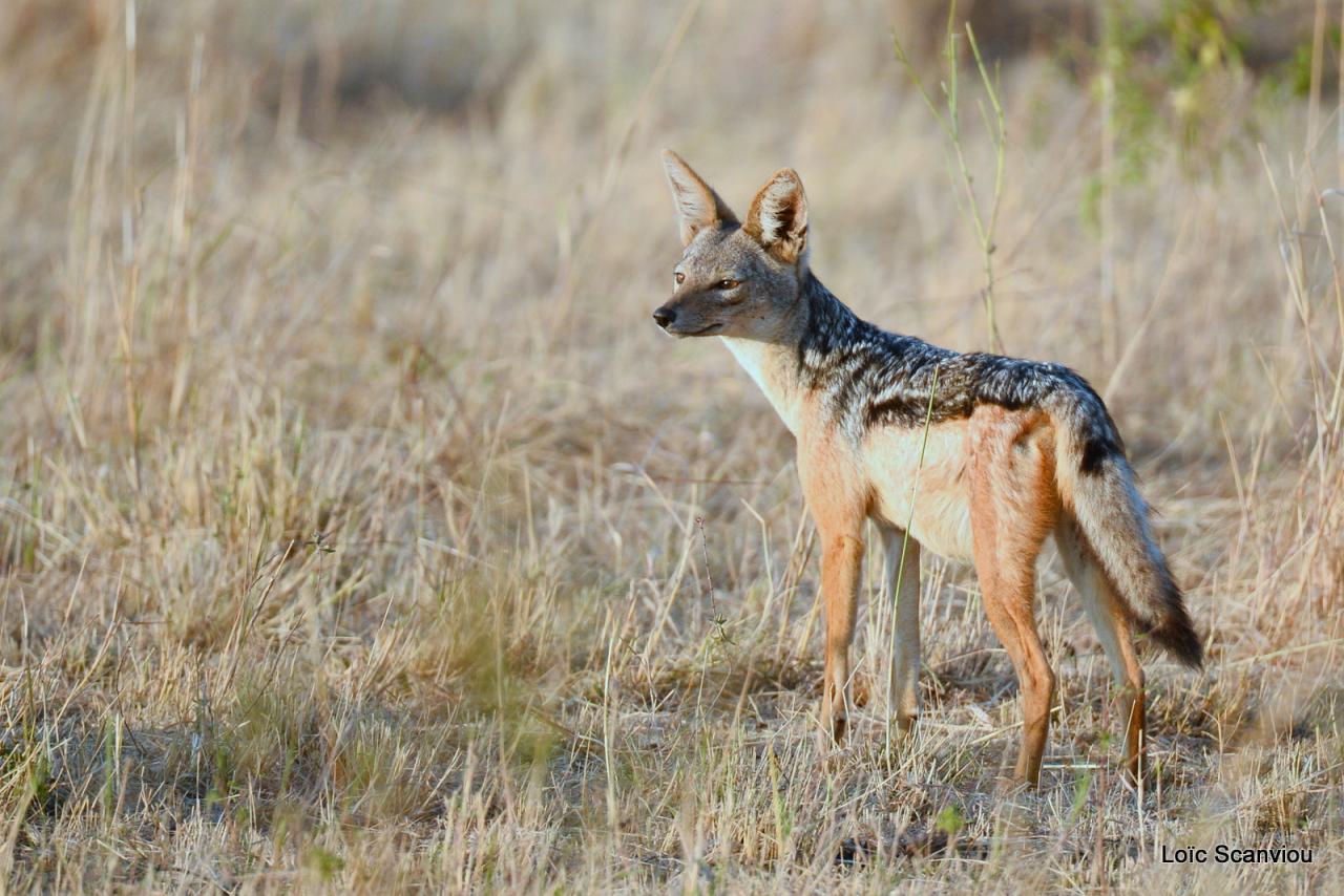 Chacal à chabraque/Black-backed Jackal (2)