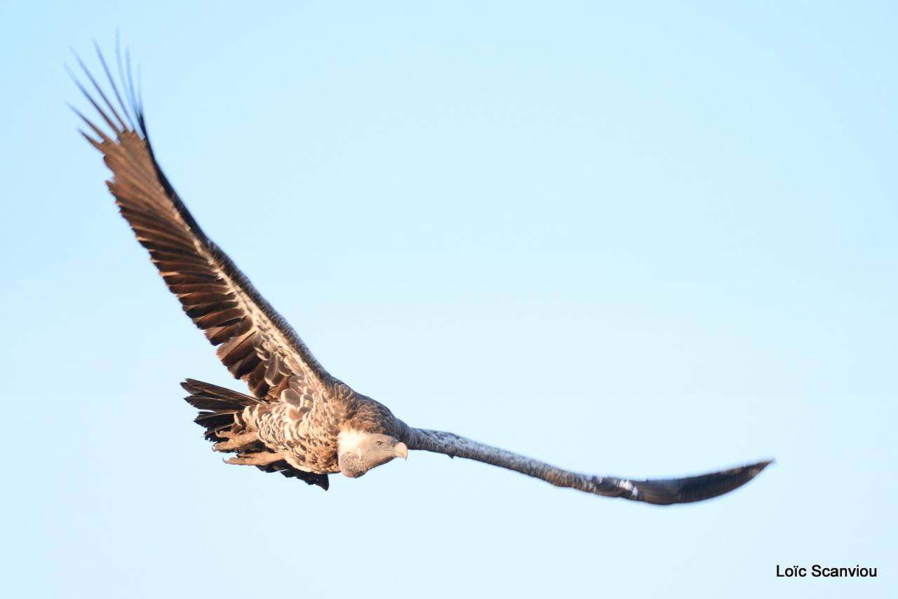 Vautour de Rüppell/Rüppell's Griffon Vulture (6)