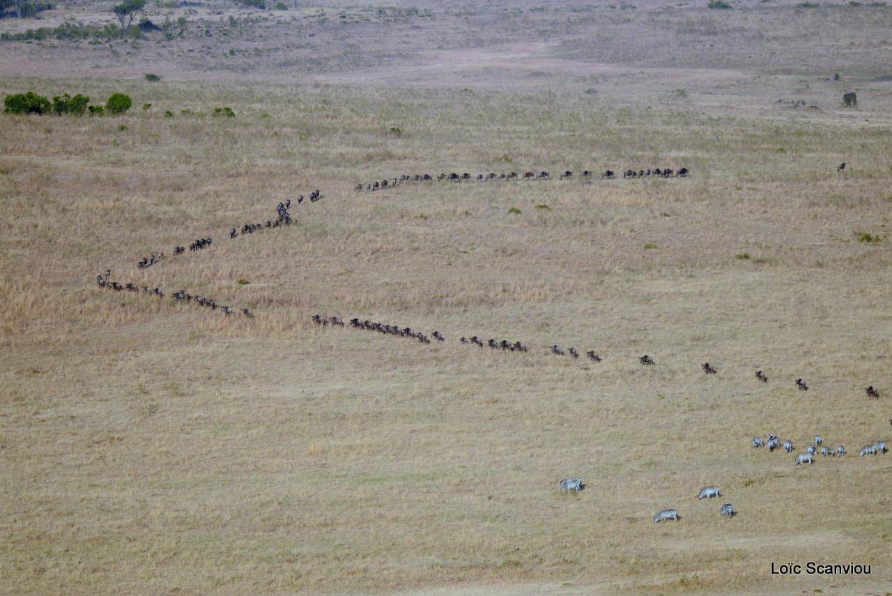 Migration des gnous/Wildebeest Migration (18)