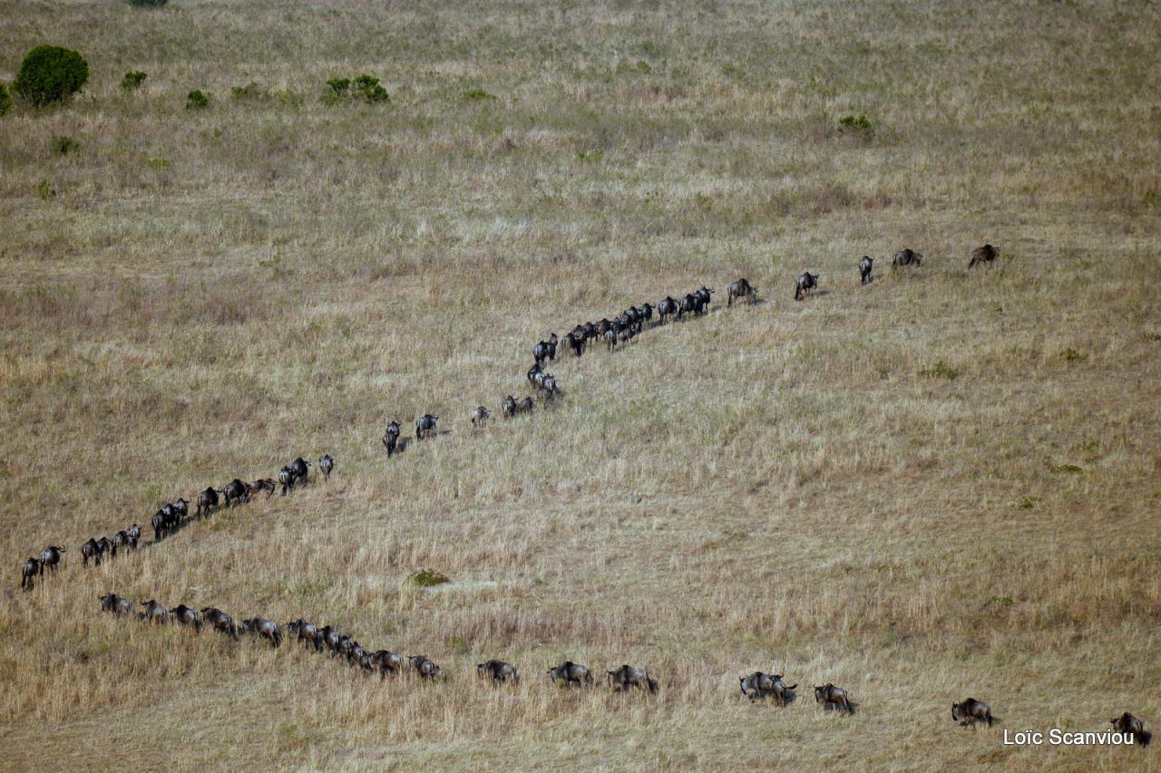 Migration des gnous/Wildebeest Migration (19)