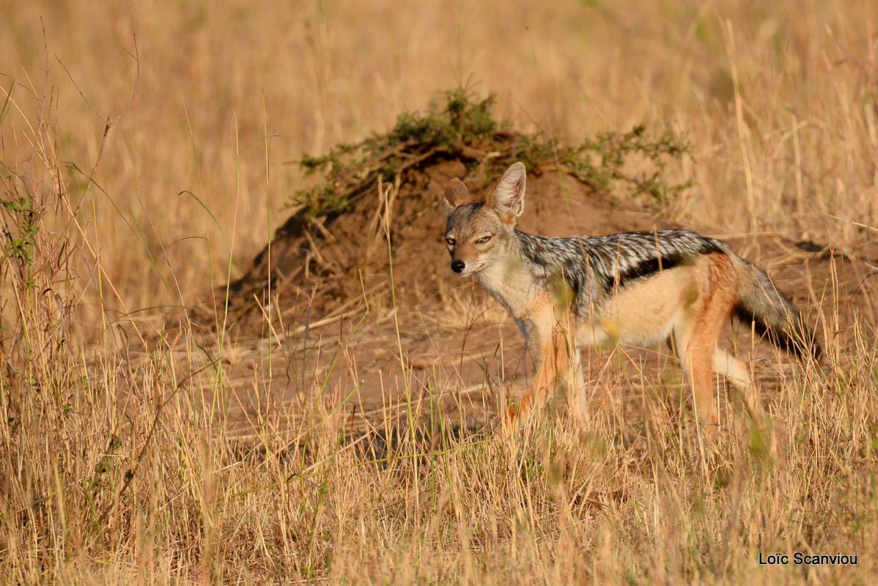 Chacal à chabraque/Black-backed Jackal (3)