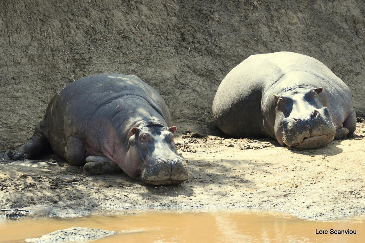 Hippopotame/Hippopotamus (3)