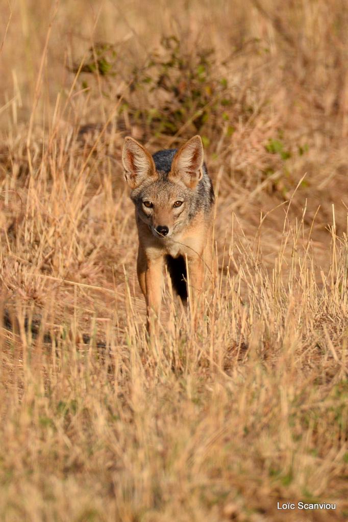 Chacal à chabraque/Black-backed Jackal (4)