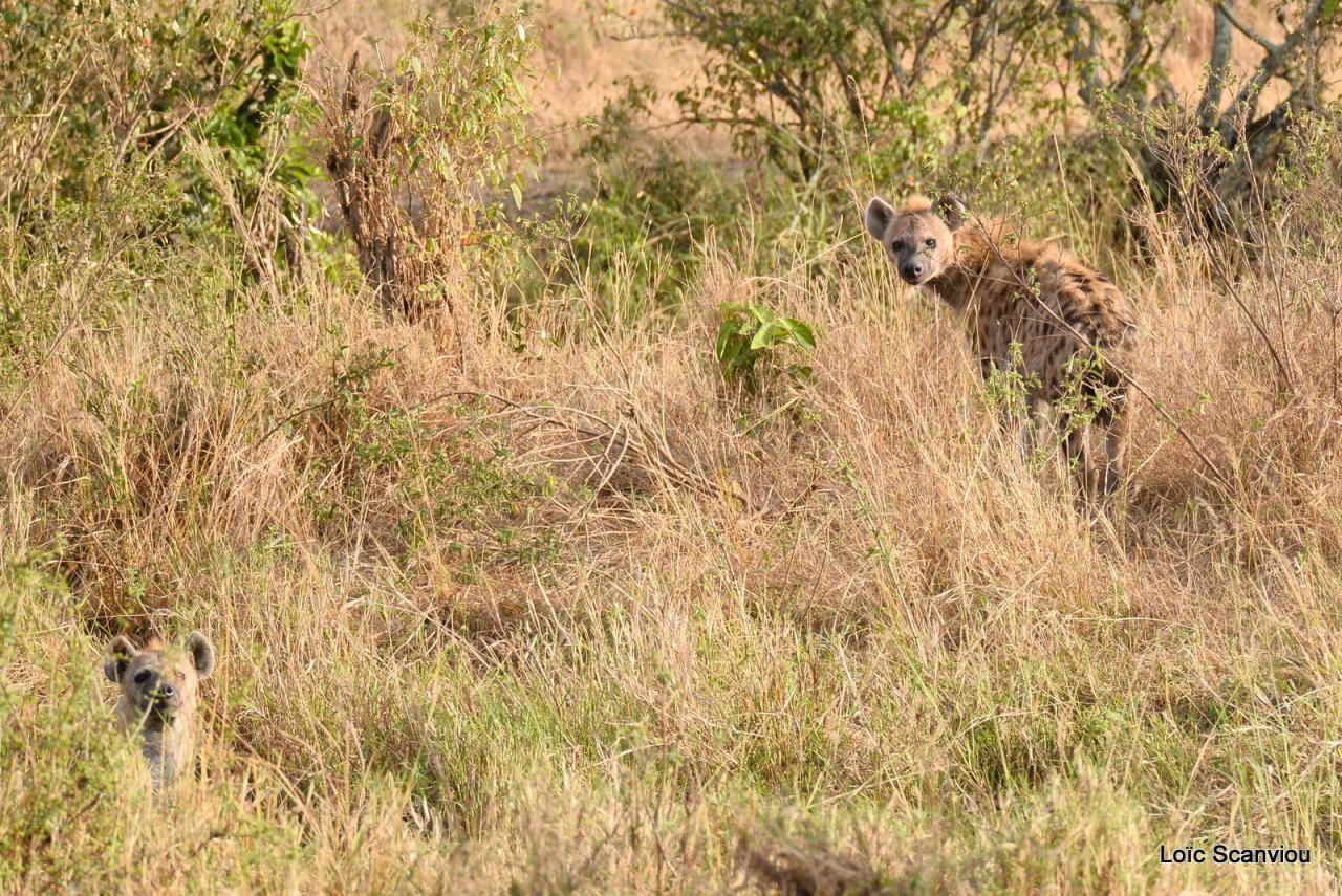 Hyène tachetée/Spotted Hyena (1)
