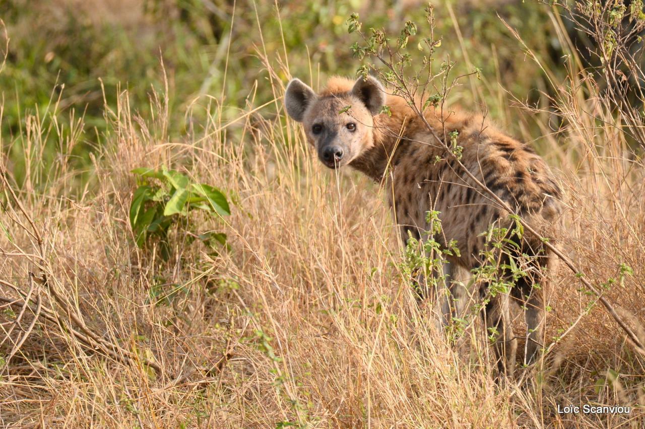 Hyène tachetée/Spotted Hyena (2)