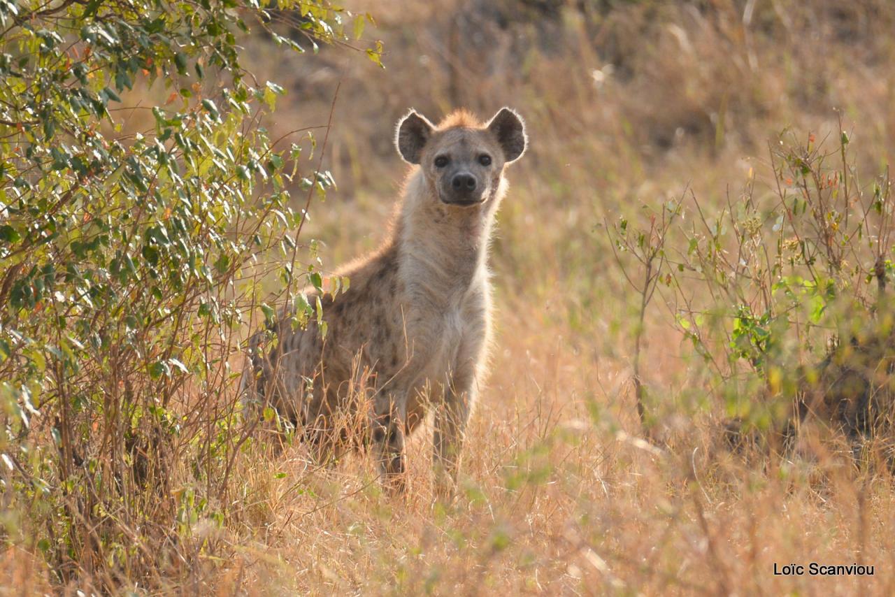 Hyène tachetée/Spotted Hyena (3)