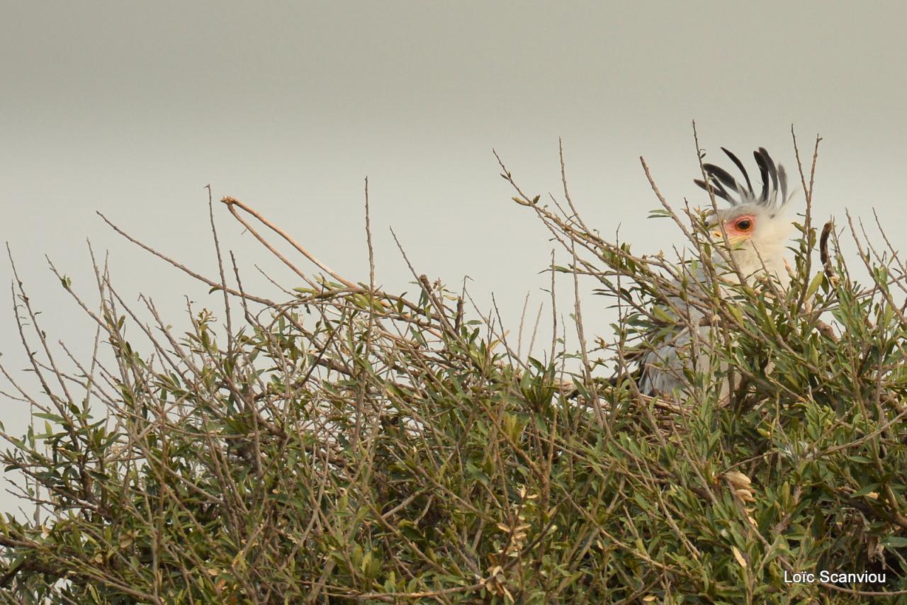 Messager sagittaire/Secretary Bird (3)
