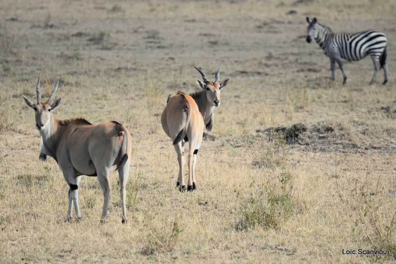 Eland du Cap/Cape Eland (2)