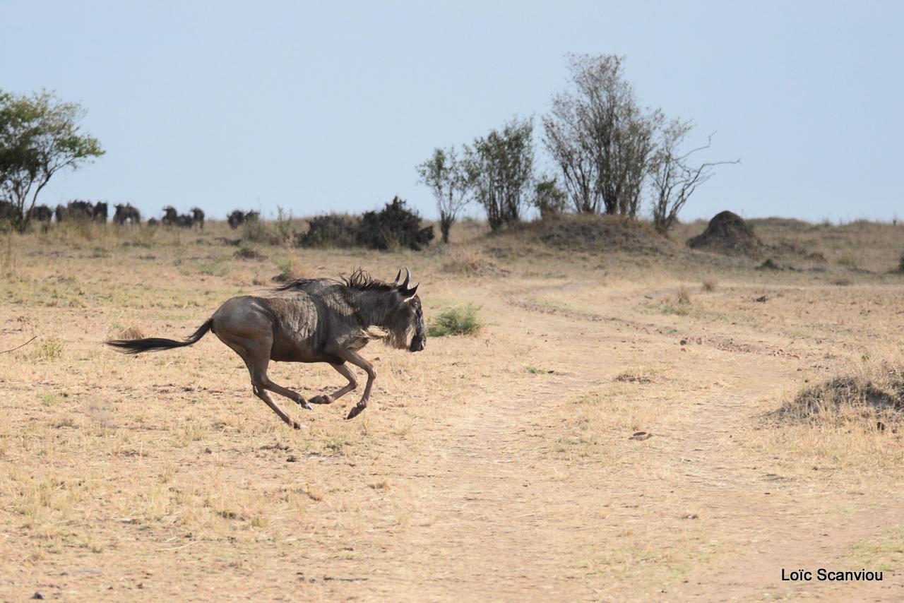 Migration des gnous/Wildebeest Migration (20)