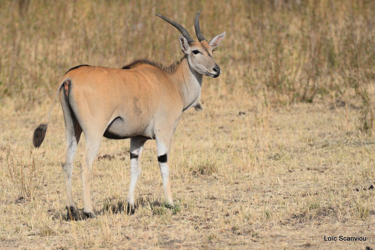 Eland du Cap/Cape Eland 