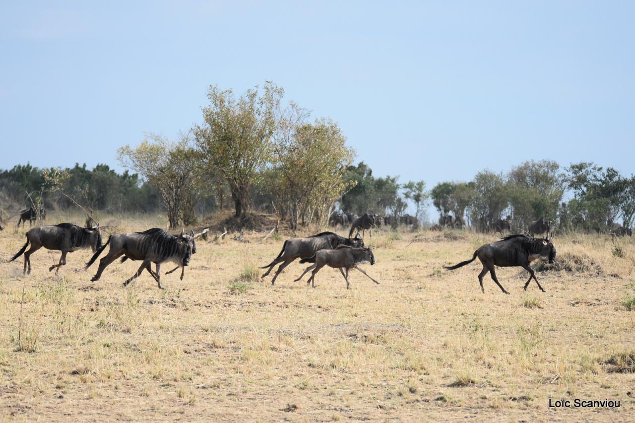 Migration des gnous/Wildebeest Migration (21)