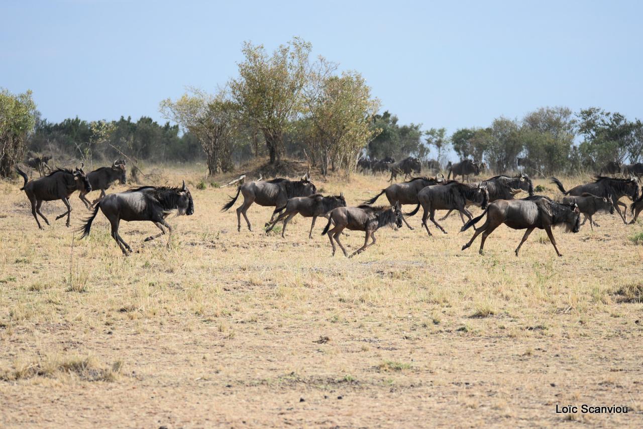 Migration des gnous/Wildebeest Migration (22)